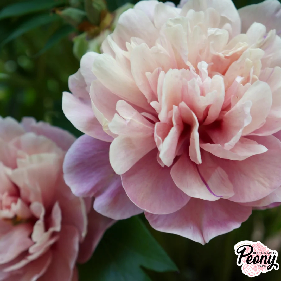 Garden Candy® Paeonia Evie Jane™ Itoh Peony — Hidden Springs Peony